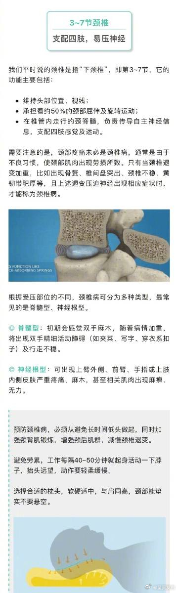 人脊柱各部位有哪些弱点_http://www.mainten.cn_ycb_第4张