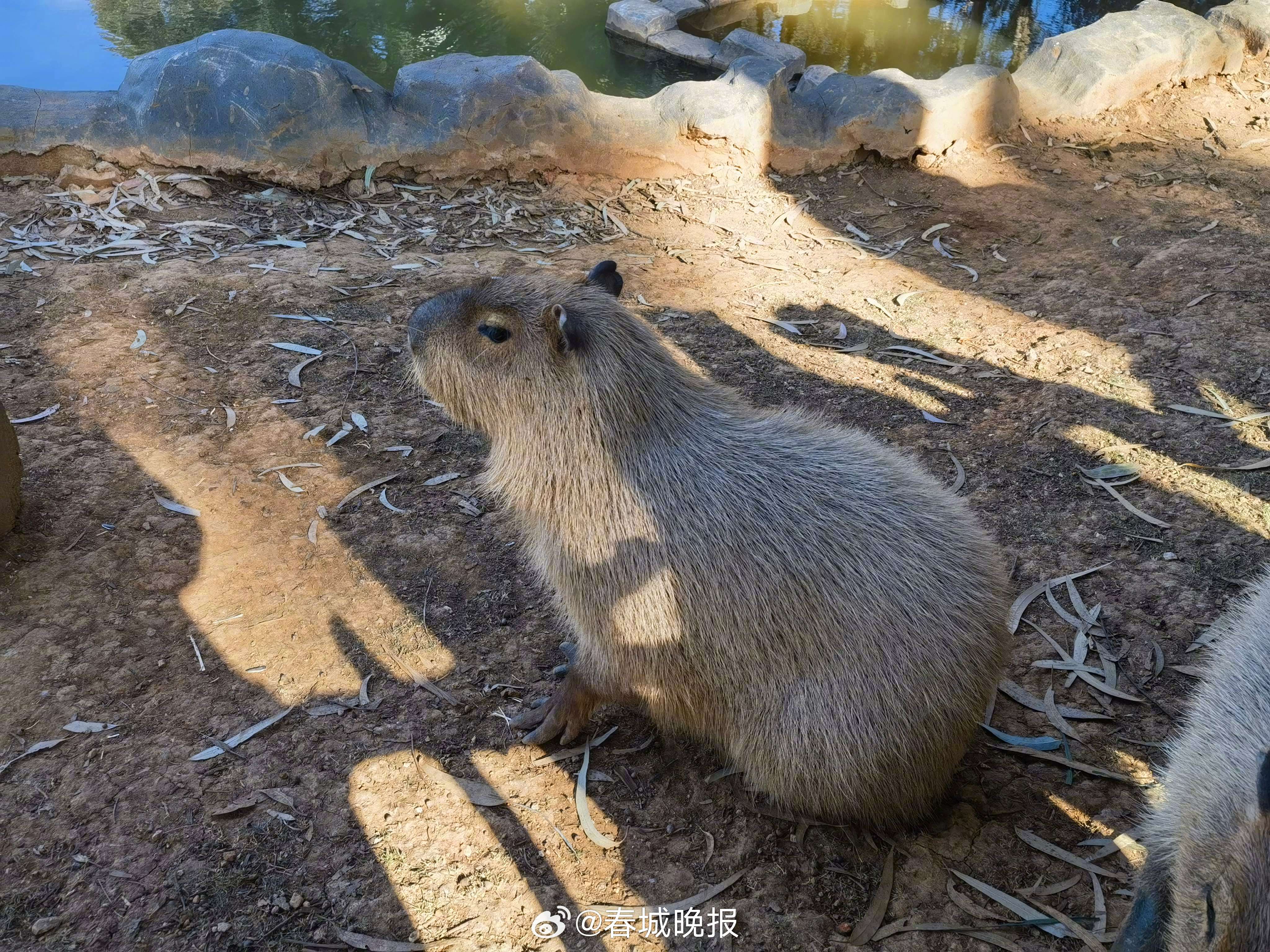 春城晚报