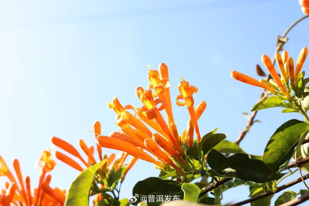 普洱发布