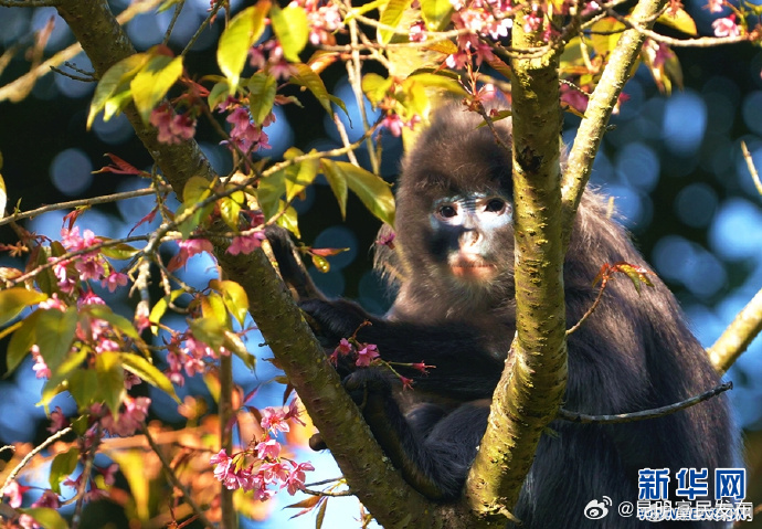 沉浸式看“萌宝”菲氏叶猴享用“美食”