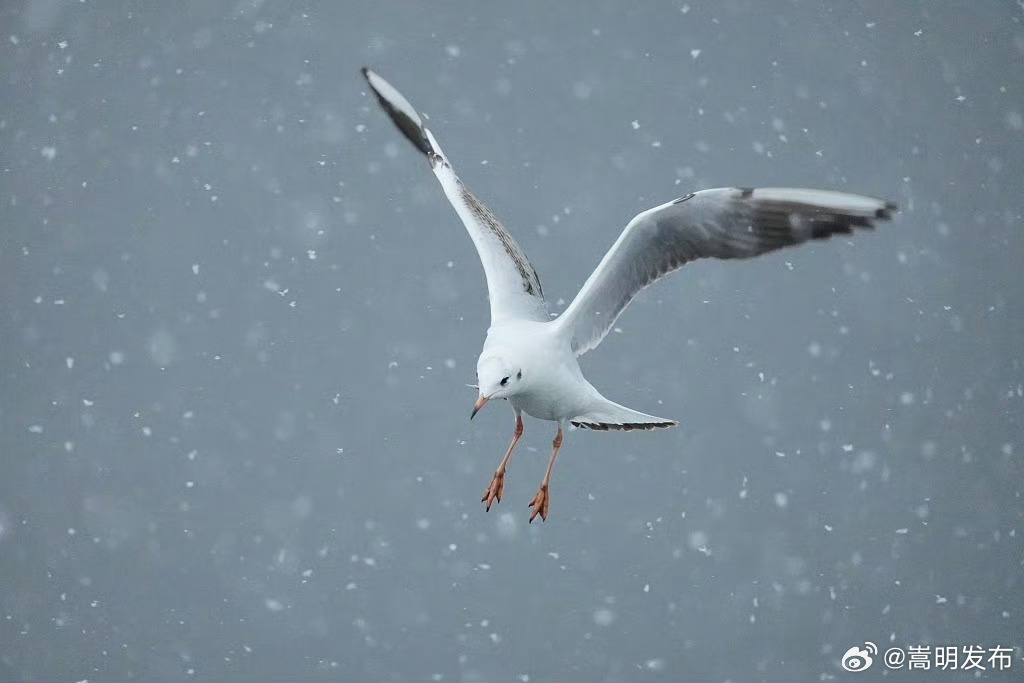 海鸥在雪中起舞氛围感拉满_http://www.mainten.cn_ycb_第3张