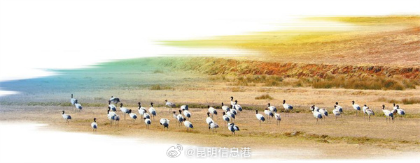 昆明信息港微博