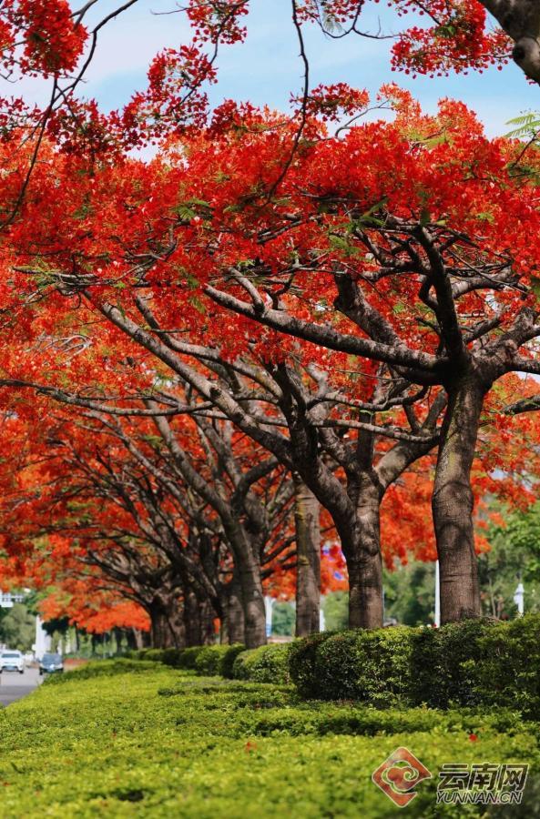 云南省文化和旅游厅