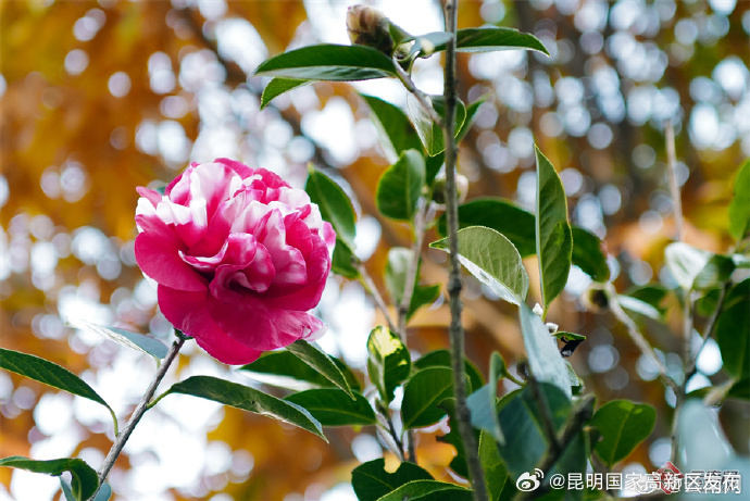 云南省未来24小时天气预报