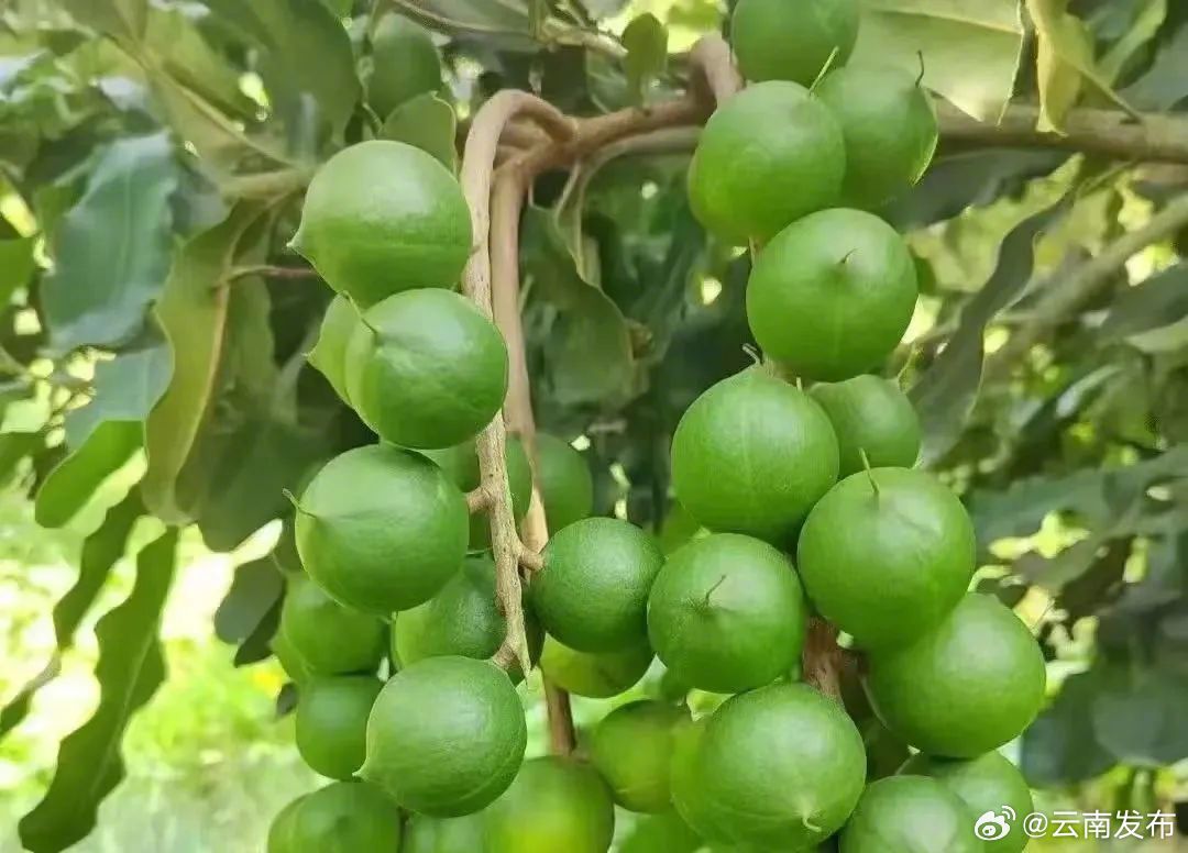 云南发布