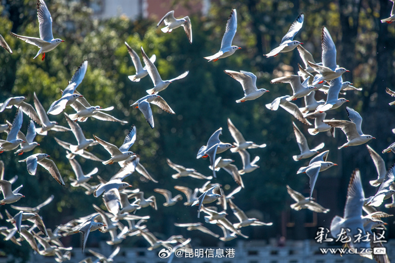 春城处处可观鸥 丨沉浸式打卡翠湖公园 探寻暖冬人鸥奇遇_http://www.mainten.cn_ycb_第5张