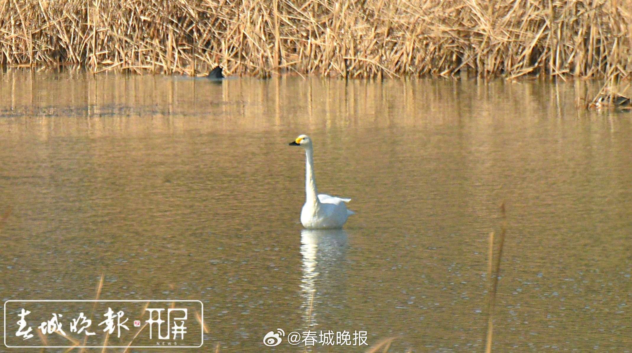 春城晚报