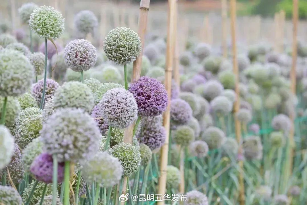 西翥街道：花卉产业绘出美丽图景