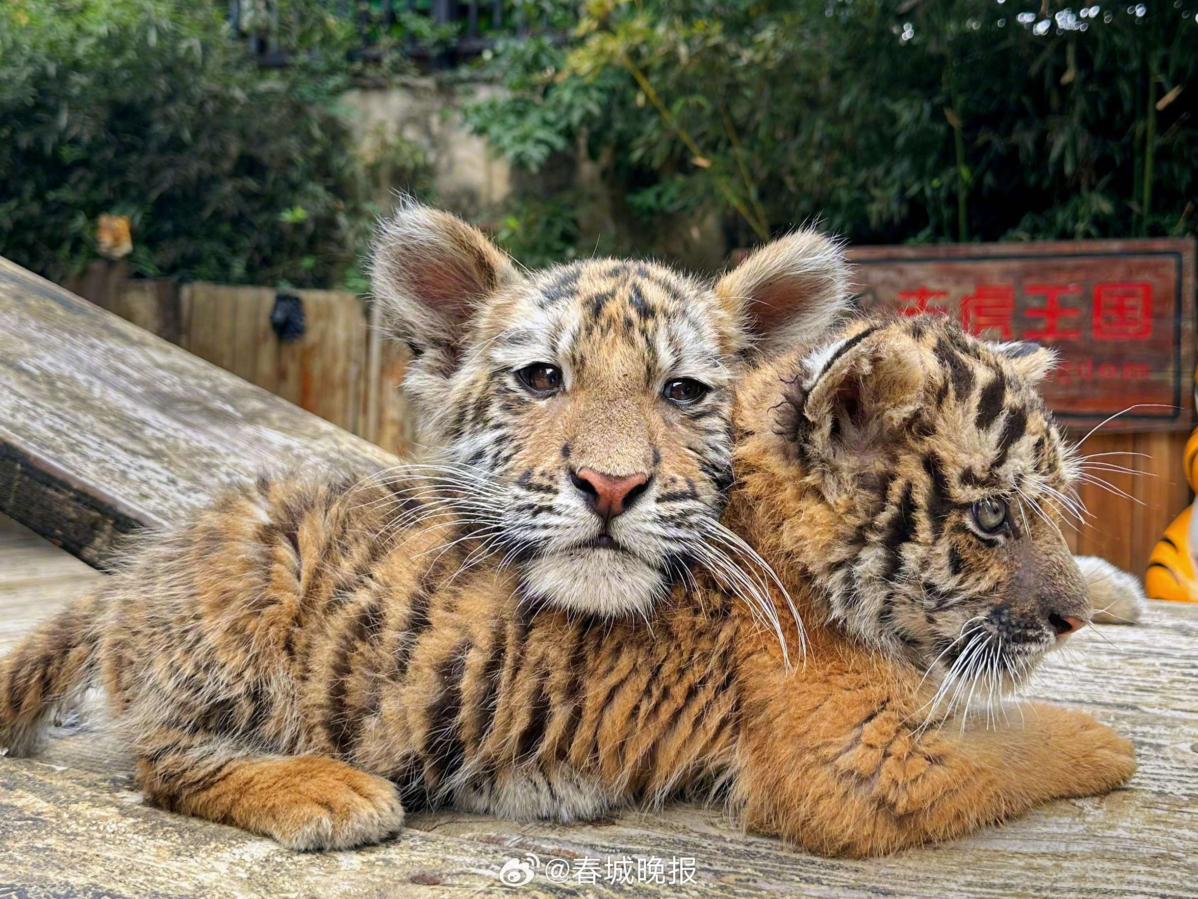 春城晚报