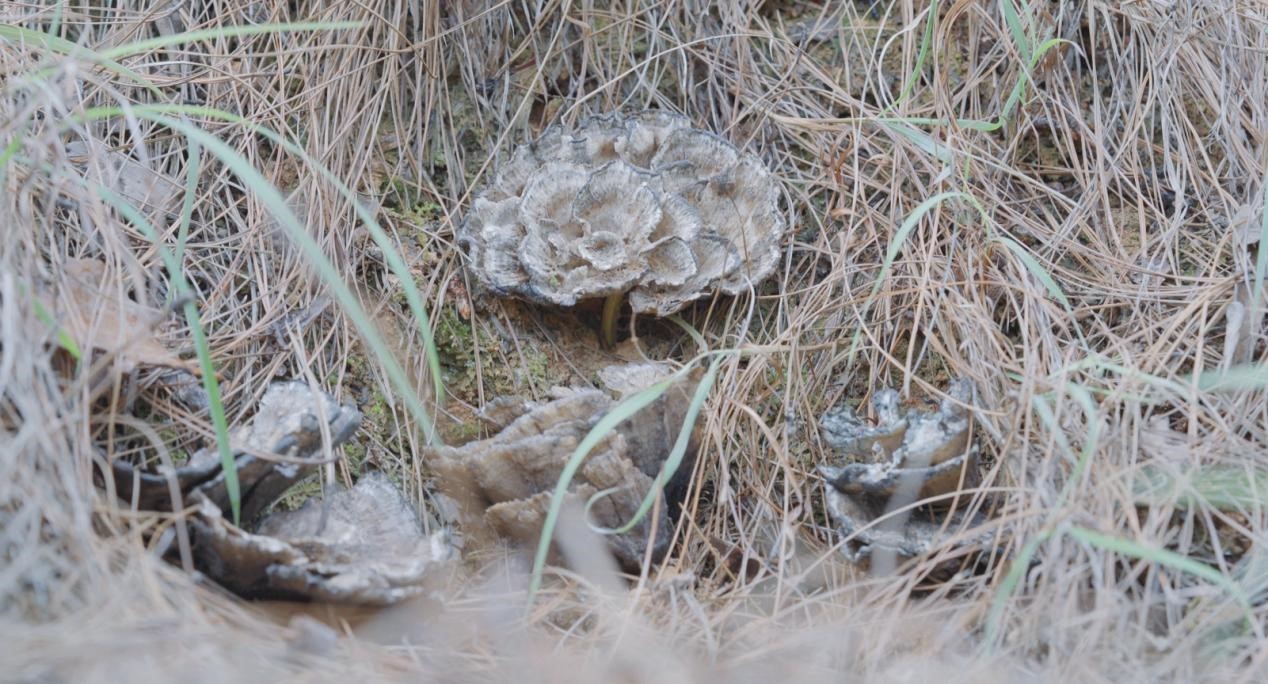 云南省文化和旅游厅