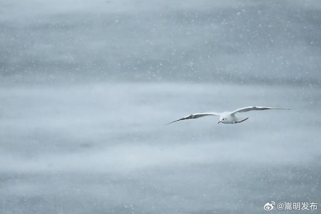 海鸥在雪中起舞氛围感拉满_http://www.mainten.cn_ycb_第7张