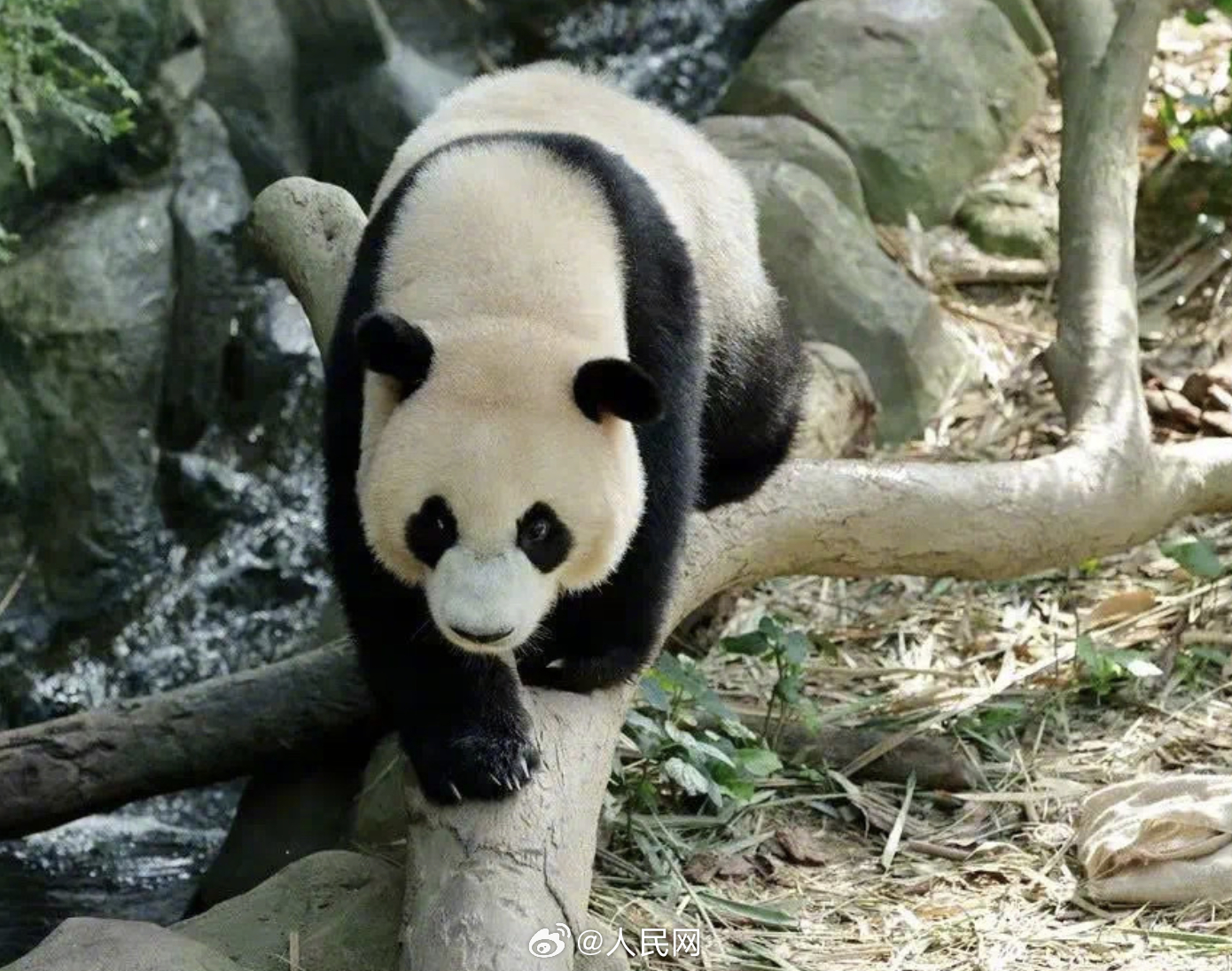 欢迎大熊猫叻叻回家_http://www.mainten.cn_ycb_第2张