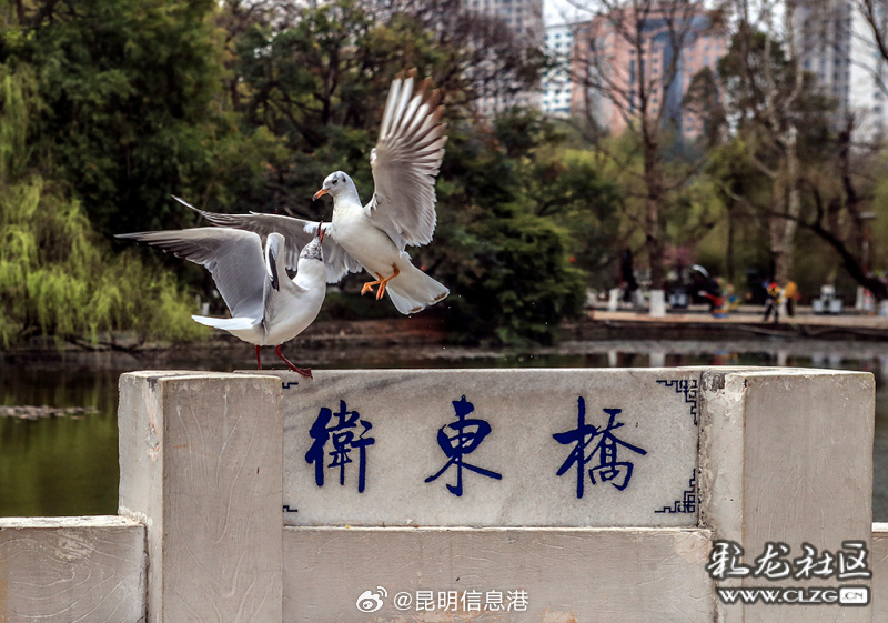 春城处处可观鸥 丨沉浸式打卡翠湖公园 探寻暖冬人鸥奇遇_http://www.mainten.cn_ycb_第4张
