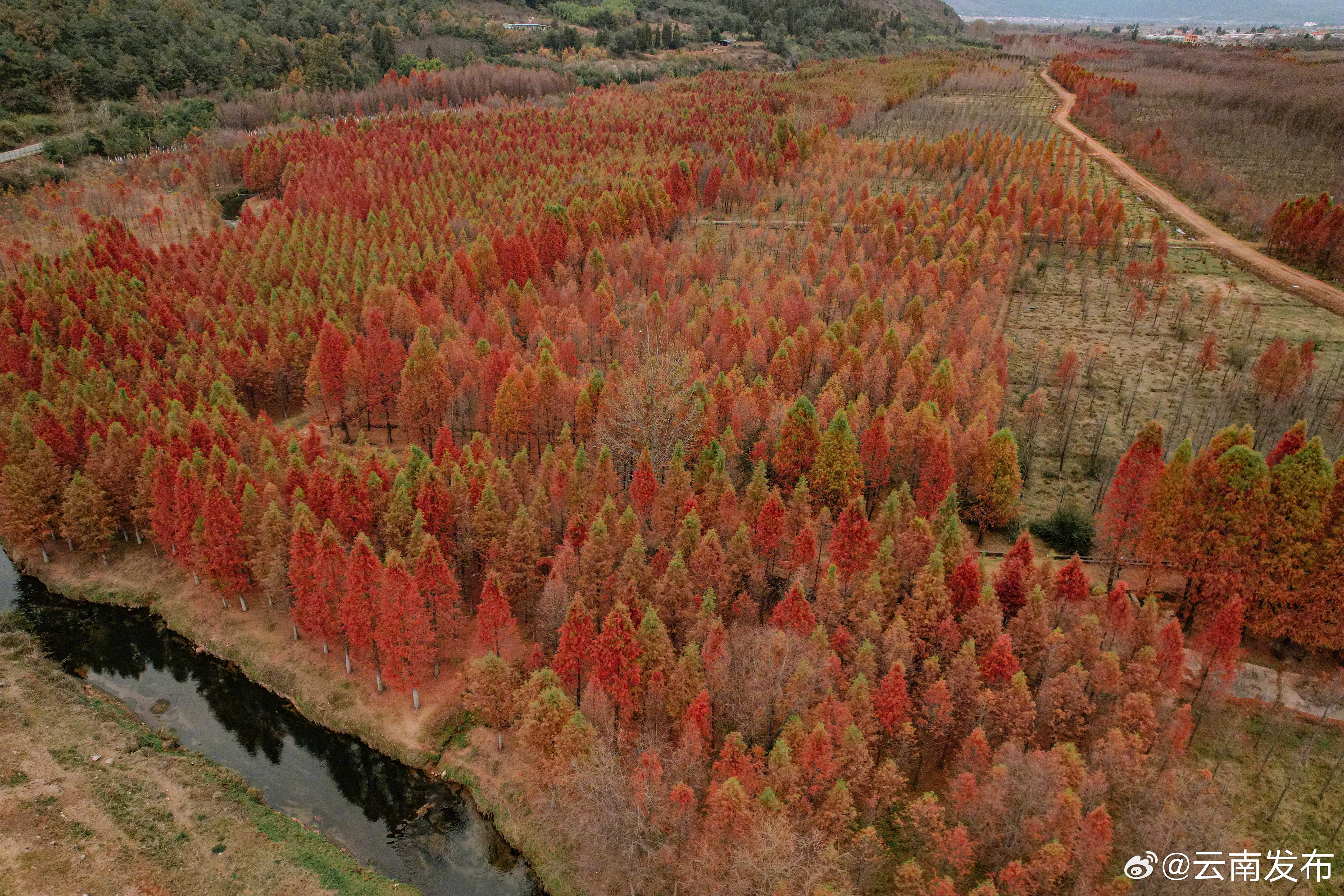 甸尾村水杉湿地已成昆明周边规模最大的观赏水杉胜地_http://www.mainten.cn_ycb_第4张