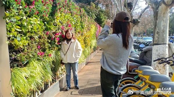 度假区迎海路“鲜花墙”焕彩升级迎新春！_http://www.mainten.cn_ycb_第1张