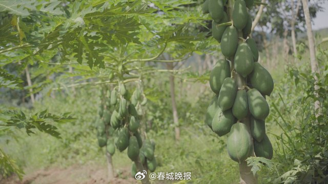 有一种叫云南的生活·一种“象”往的幸福｜勐捧镇景坎村：满树尽挂“致富果”，助农增收产业兴