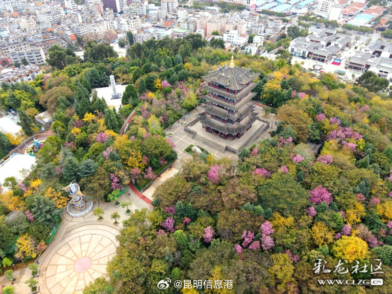 昆明呈贡：三台山公园冬樱花美“出圈”_http://www.mainten.cn_ycb_第1张