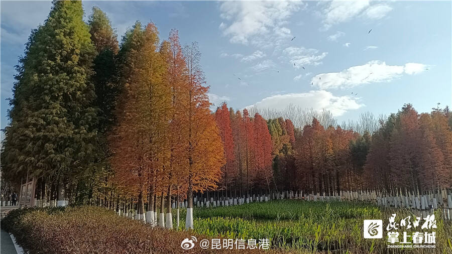 昆明信息港微博