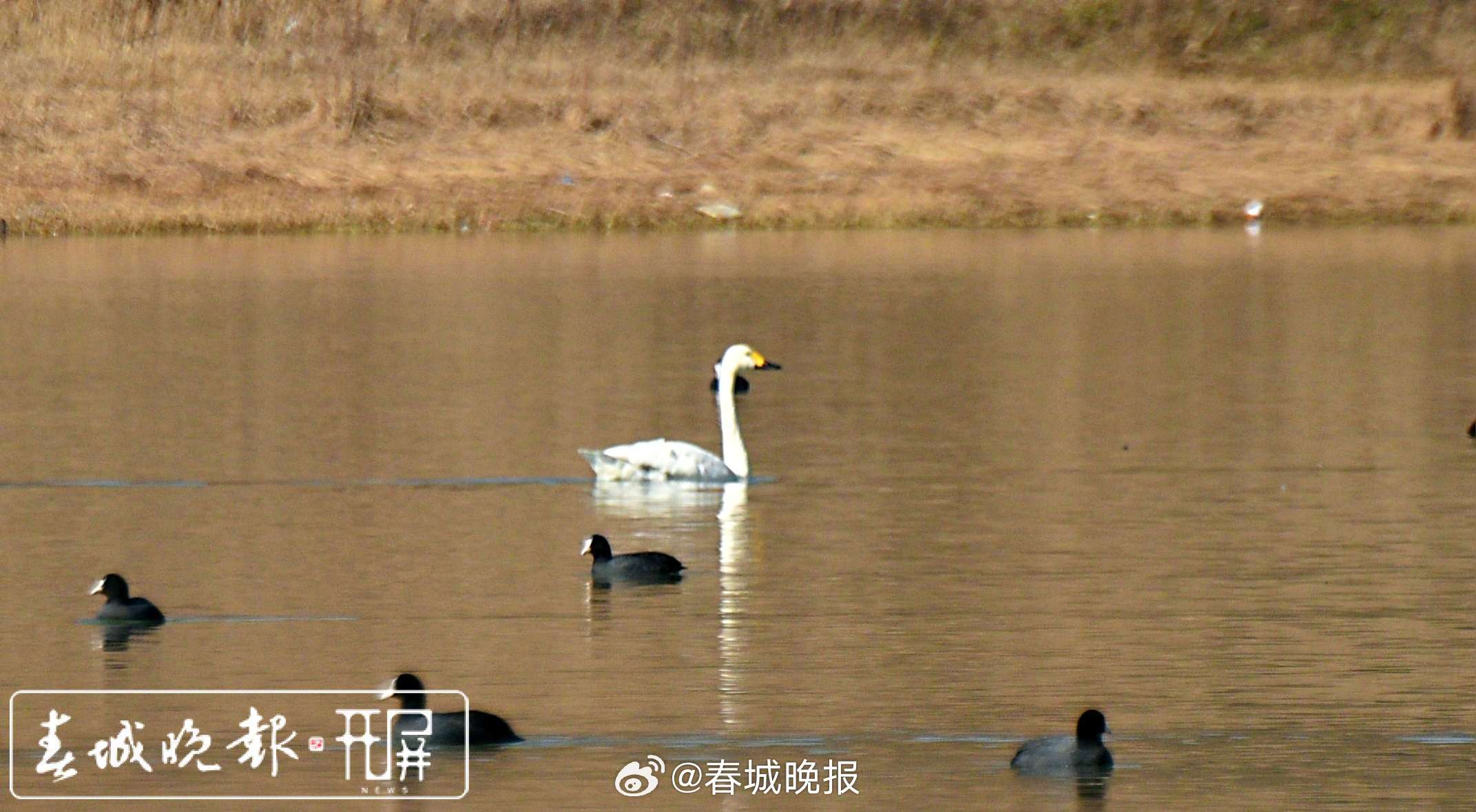 春城晚报