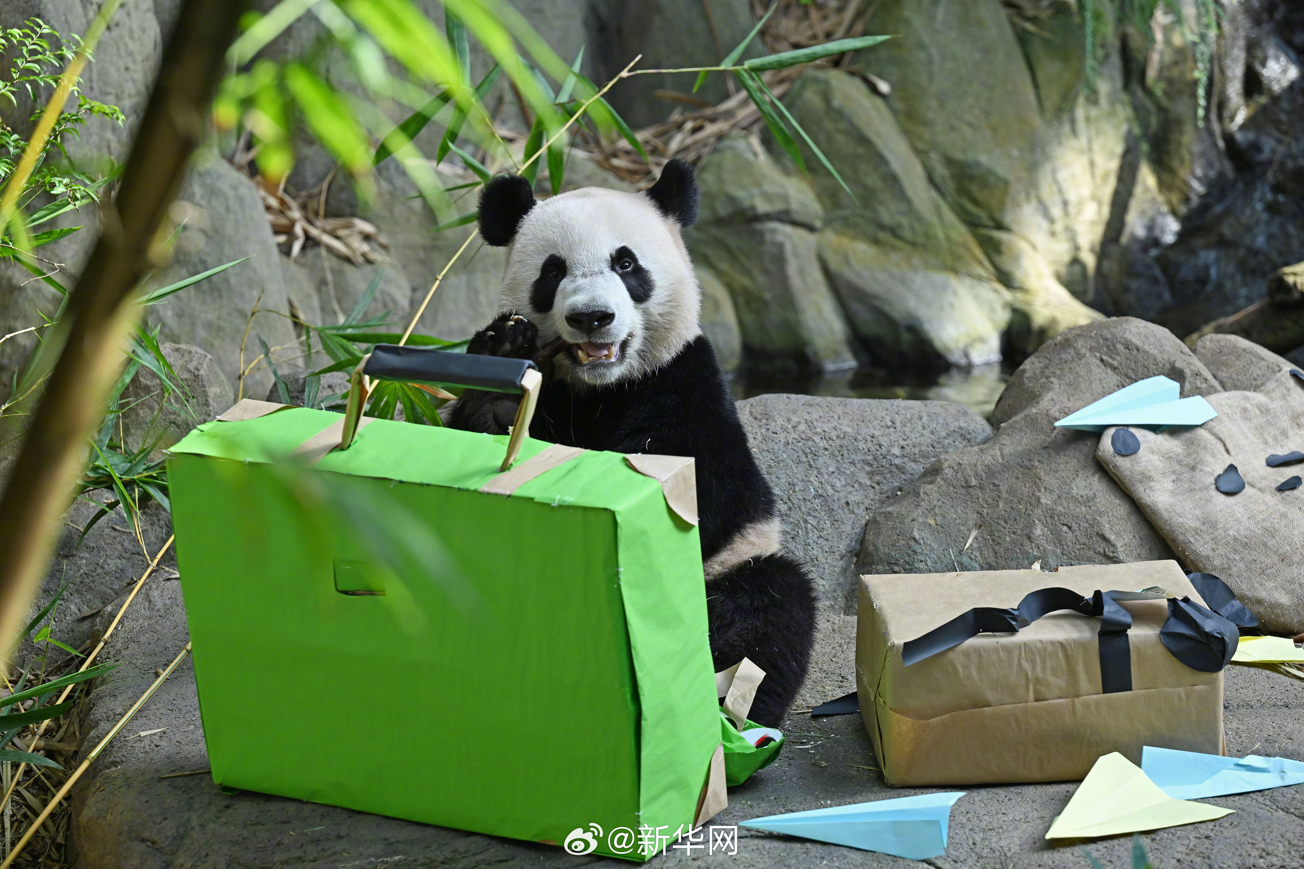 祝叻叻快快乐乐！大熊猫叻叻平安回家_http://www.mainten.cn_ycb_第1张