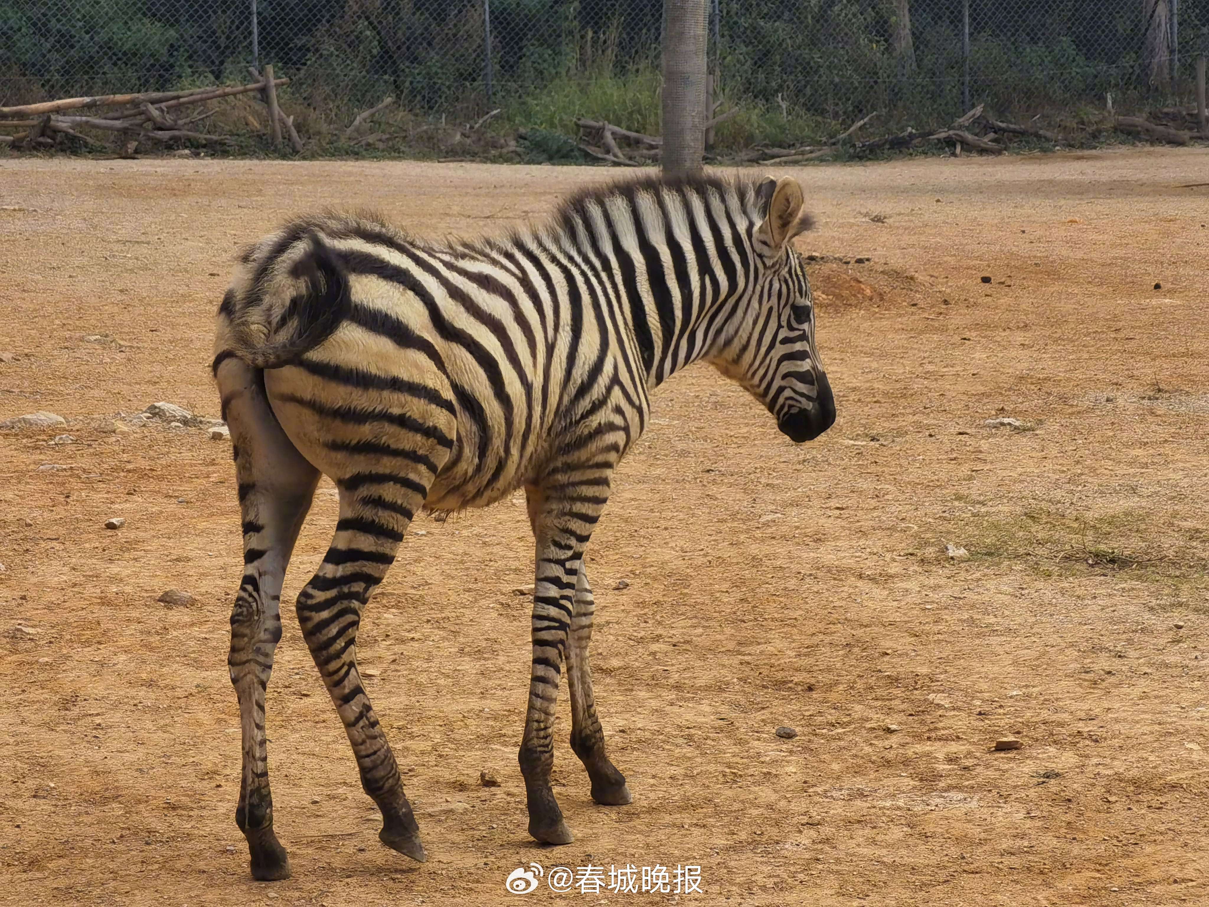 春城晚报