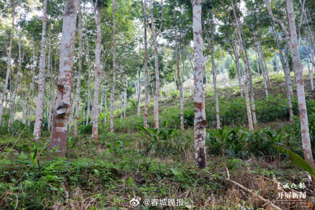 有一种叫云南的生活·一种“象”往的幸福｜勐腊：深耕橡胶产业，致力创新发展_http://www.mainten.cn_ycb_第3张