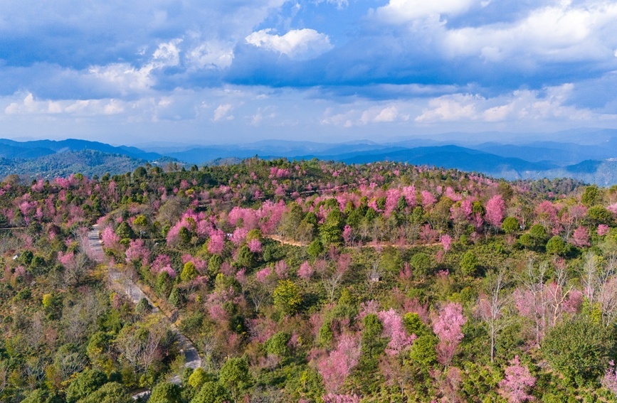 景迈山千年古茶园里，冬樱盛放灿若云霞_http://www.mainten.cn_ycb_第7张