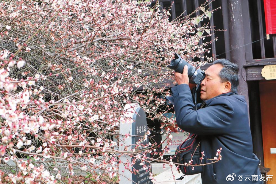 大理州永平县：古梅绽芳华 古村焕新颜_http://www.mainten.cn_ycb_第1张