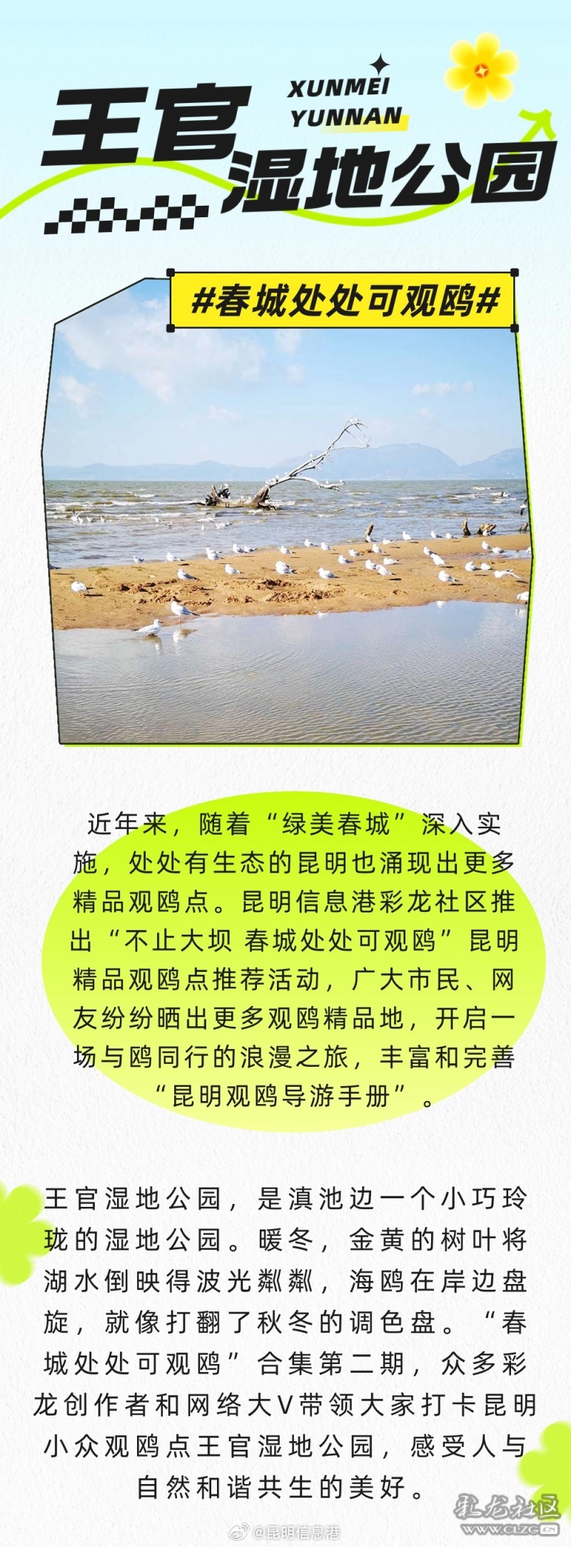 春城处处可观鸥 丨王官湿地公园 避开人群寻找冬日的浪漫_http://www.mainten.cn_ycb_第1张