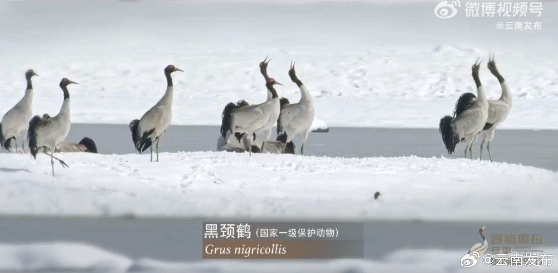香格里拉冬季国际观鸟节来啦三条最优观鸟路线抢先看