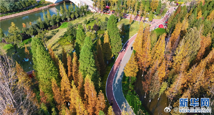 瞰昆明星海半岛湿地公园：碧水蓝天 杉林尽染