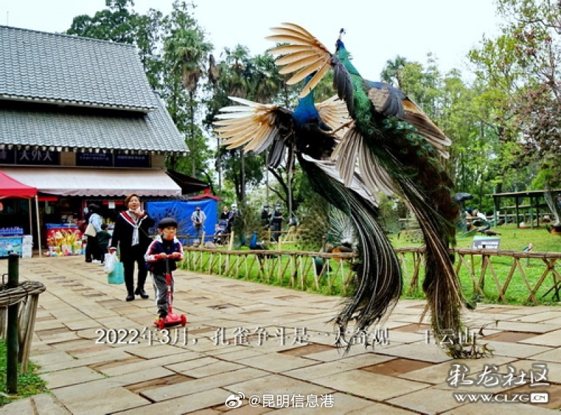 昆明信息港微博