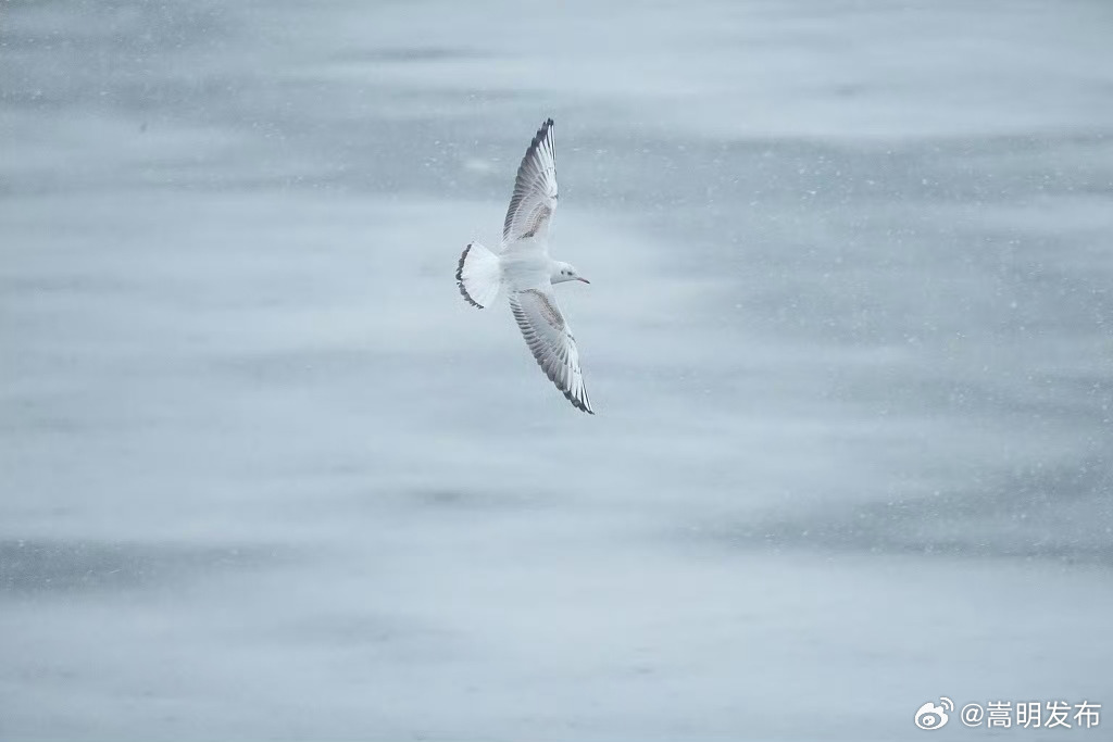 海鸥在雪中起舞氛围感拉满_http://www.mainten.cn_ycb_第8张