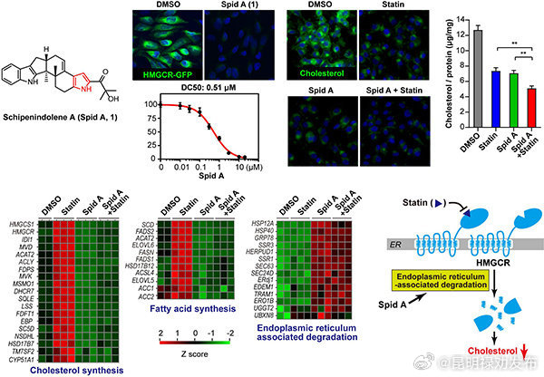 我国科学家发现强效降胆固醇的天然降解剂