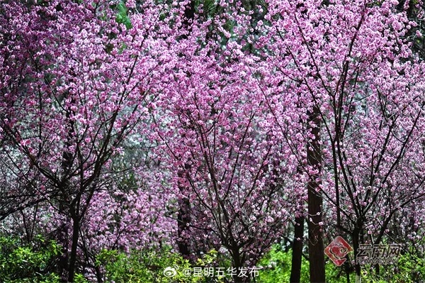 春节没“玩场”？快快查收这份龙年“趣”年味，昆明游玩攻略→_http://www.mainten.cn_ycb_第3张