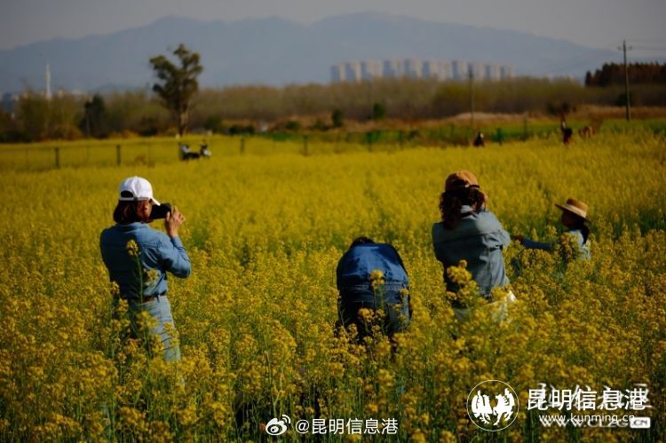 昆明信息港微博
