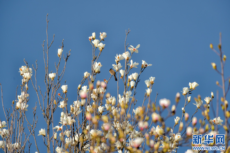 云南省文化和旅游厅