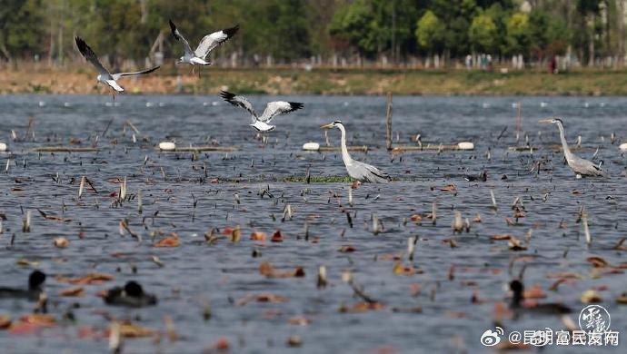 滇池草海湿地绘就绿水青山生态画卷