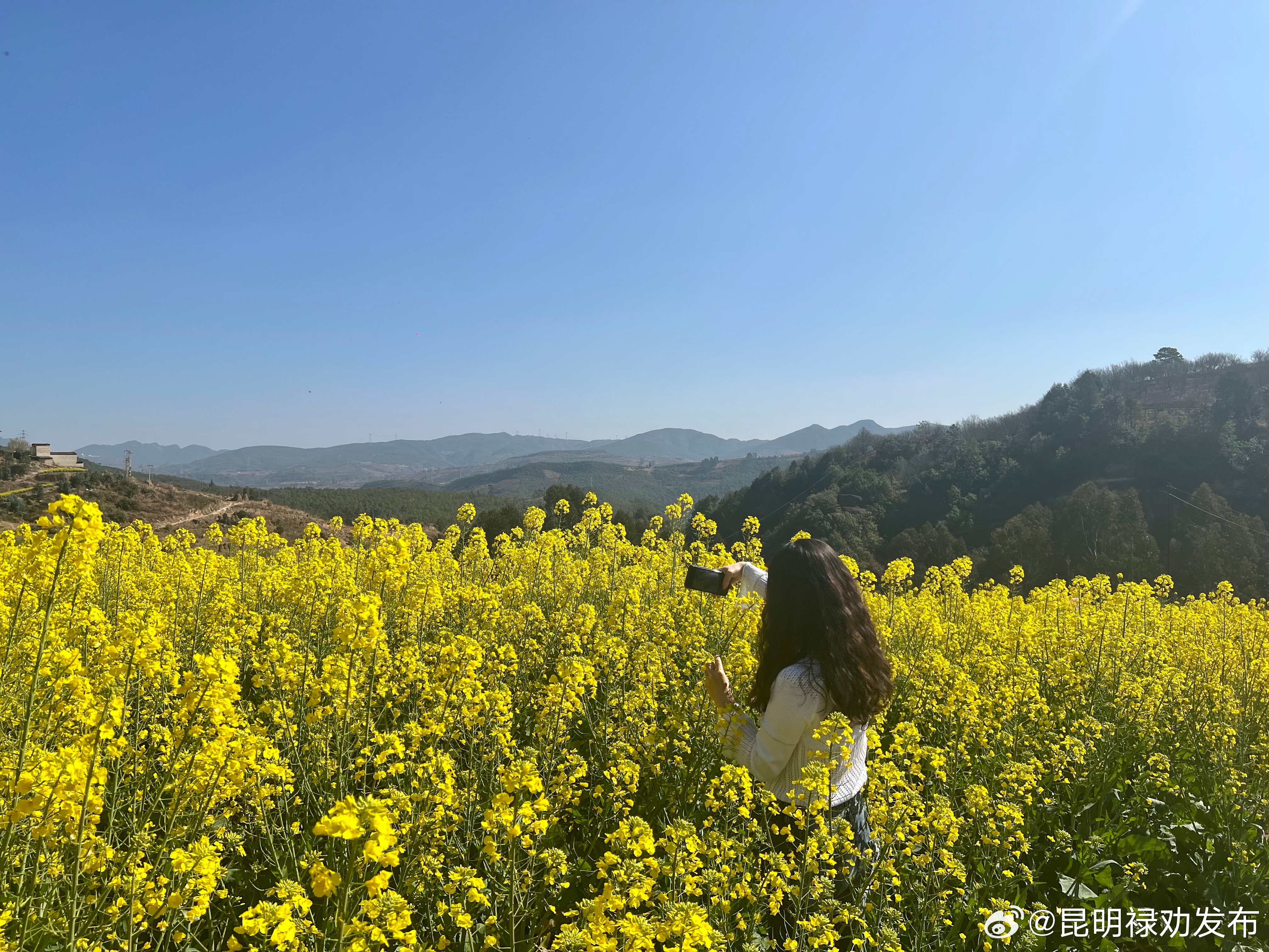 油菜花意浓 春耕备耕忙_http://www.mainten.cn_ycb_第3张