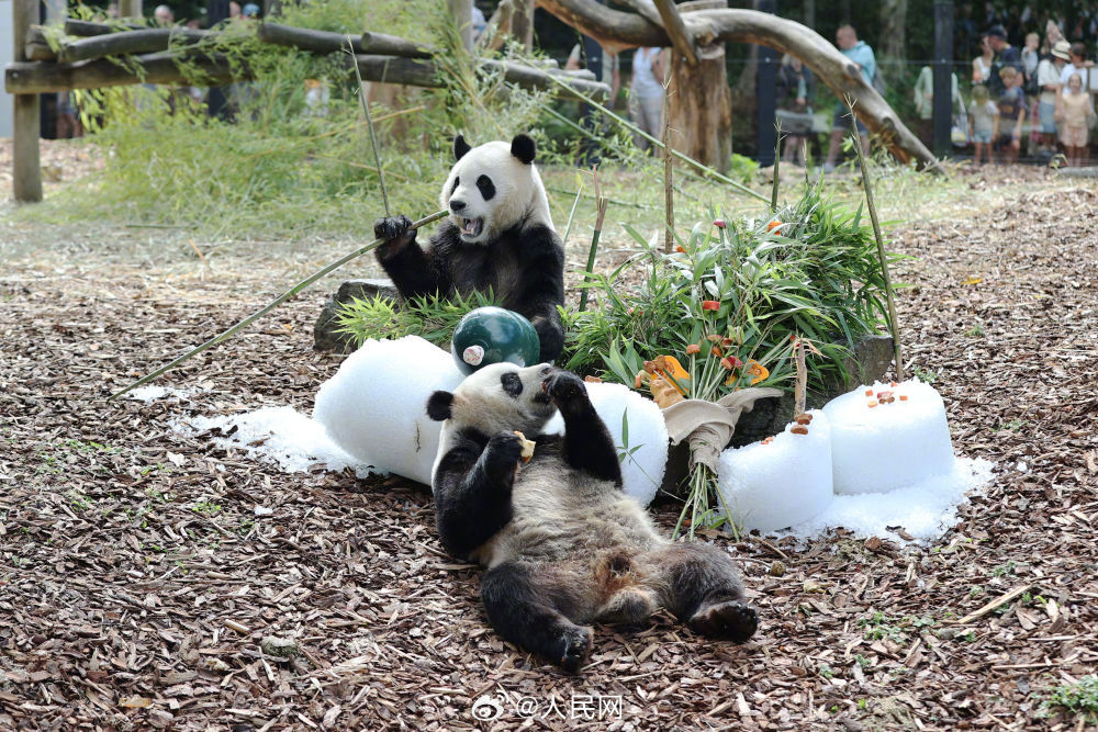 欢迎回家！3只旅比大熊猫将于今秋回国_http://www.mainten.cn_ycb_第2张