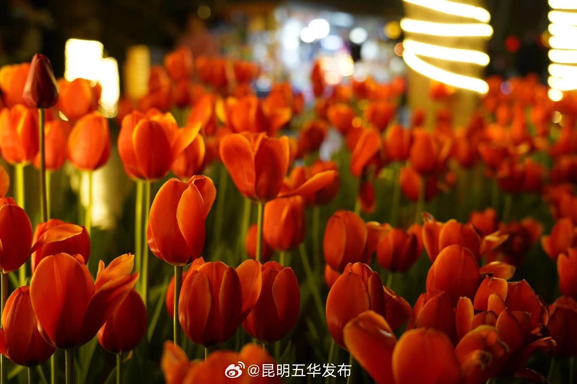 昆明五华发布