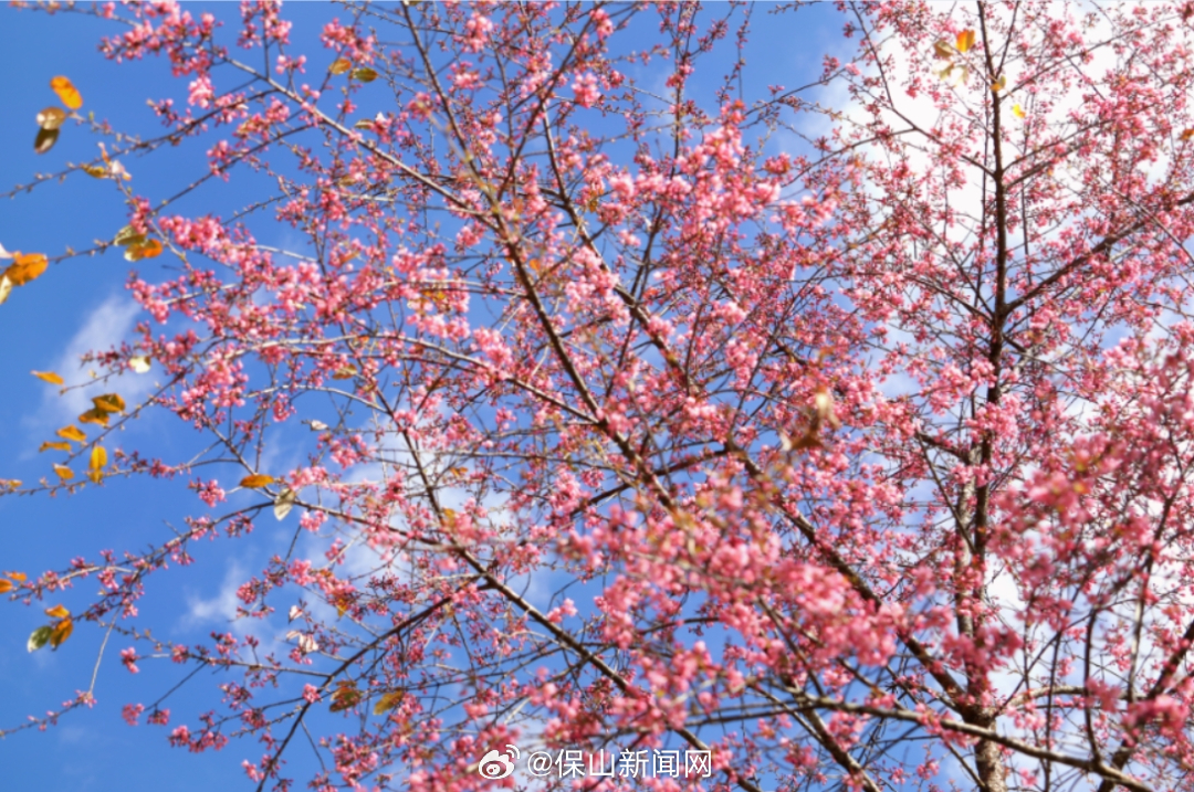 保山新闻网