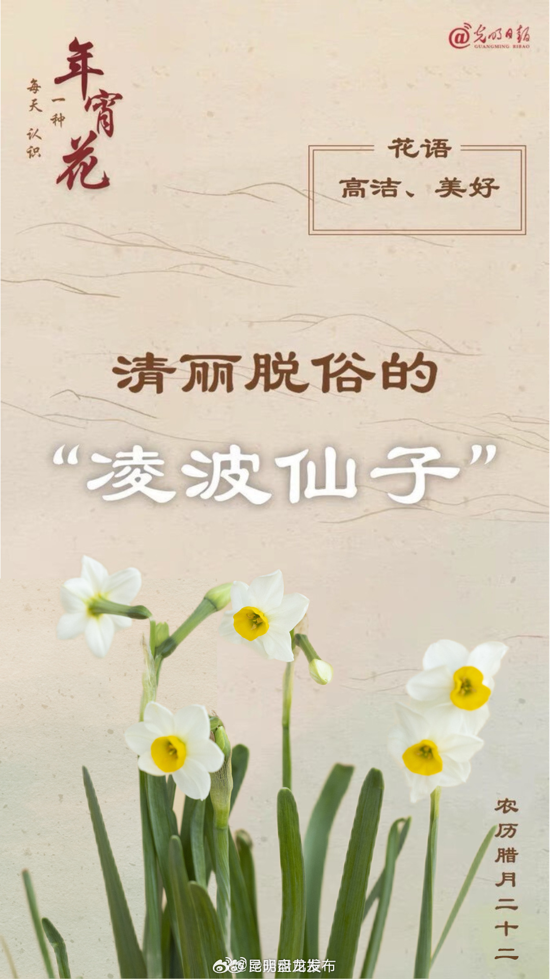 每天认识一种年宵花：“凌波仙子”水仙花