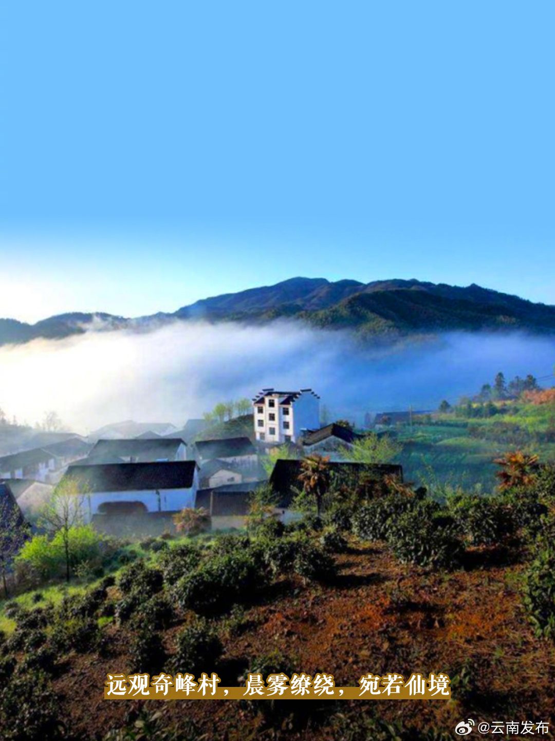 古树繁花，无限风光在奇峰_http://www.mainten.cn_ycb_第6张