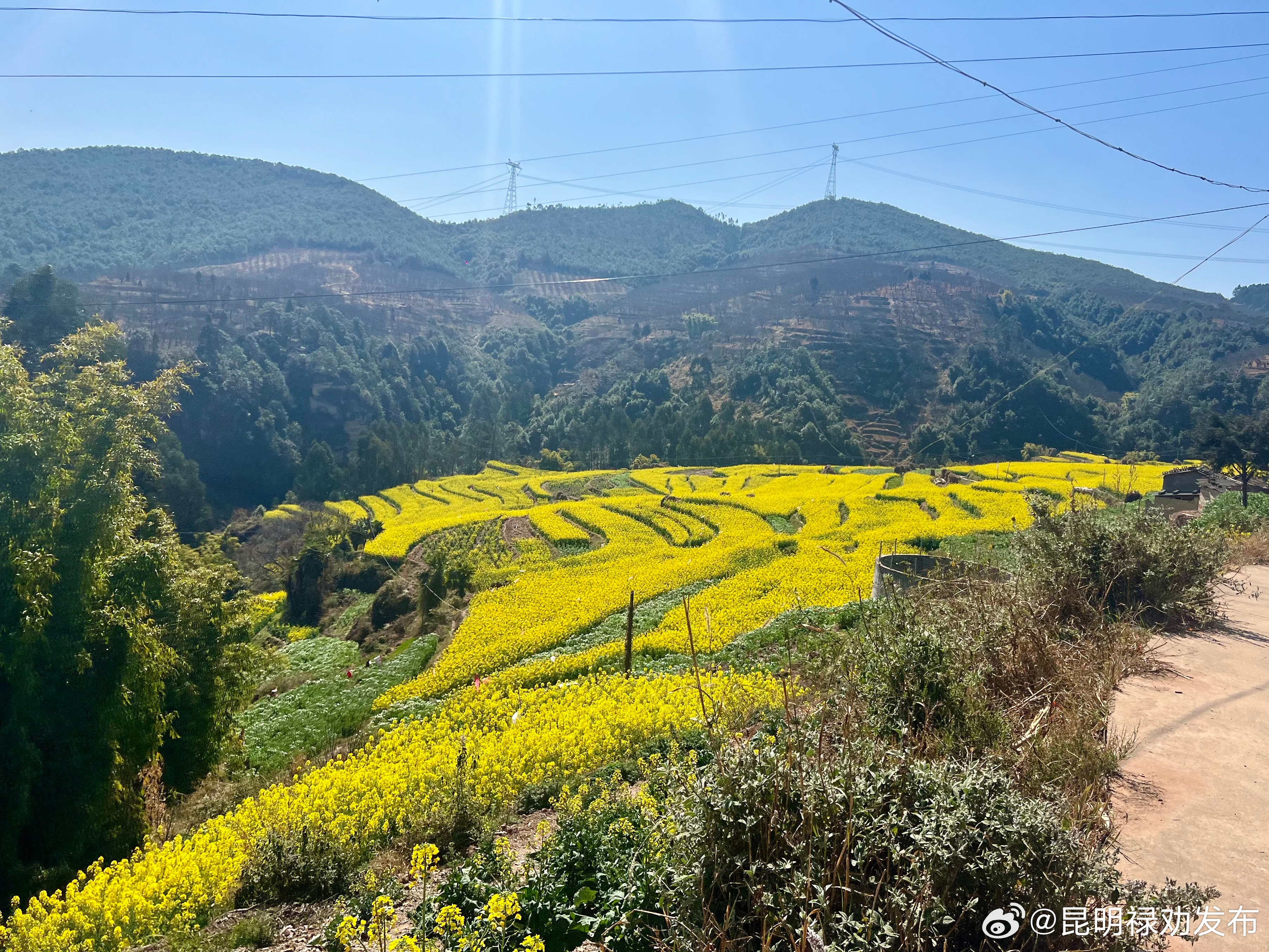 油菜花意浓 春耕备耕忙_http://www.mainten.cn_ycb_第2张