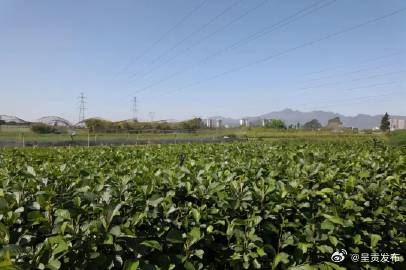 云南率先出台林木移植技术规程