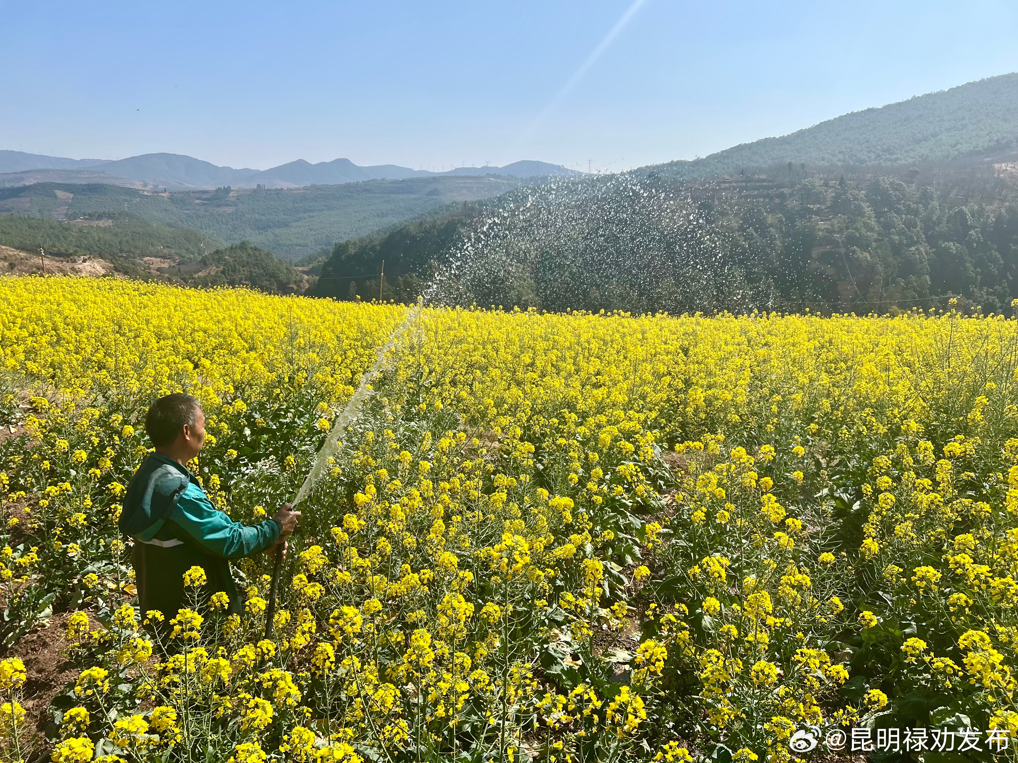 油菜花意浓 春耕备耕忙_http://www.mainten.cn_ycb_第5张