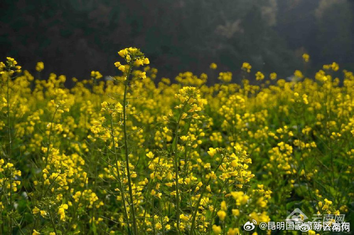 云南省未来24小时天气预报