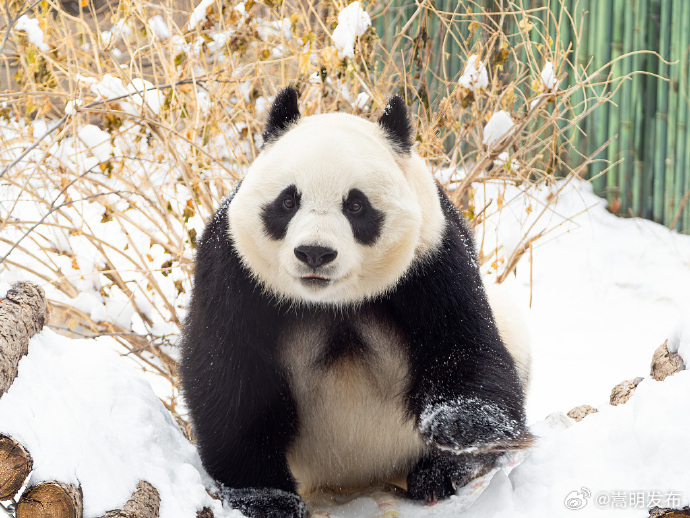 熊猫雪地玩耍好像芝麻团子裹糖霜_http://www.mainten.cn_ycb_第6张