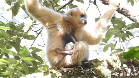 云南无量山保护区珍稀西黑冠长臂猿家族迎新丁